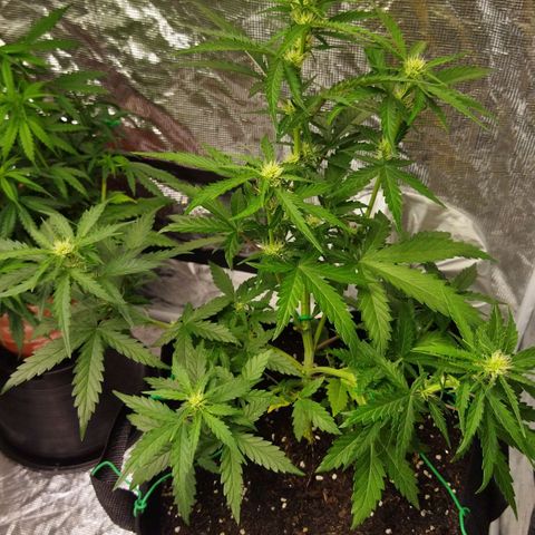 BCN critical growlog timeline photo