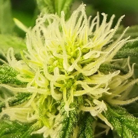 BCN critical growlog timeline photo