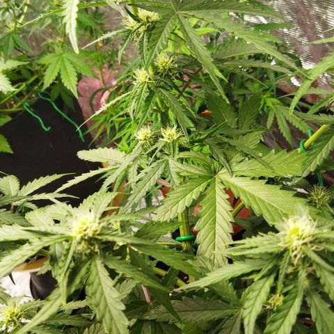 BCN critical growlog timeline photo