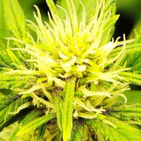 Voodoo (child ) growlog timeline photo
