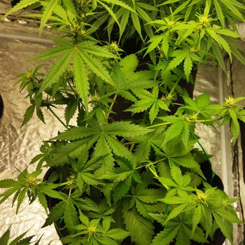 Voodoo (child ) growlog timeline photo