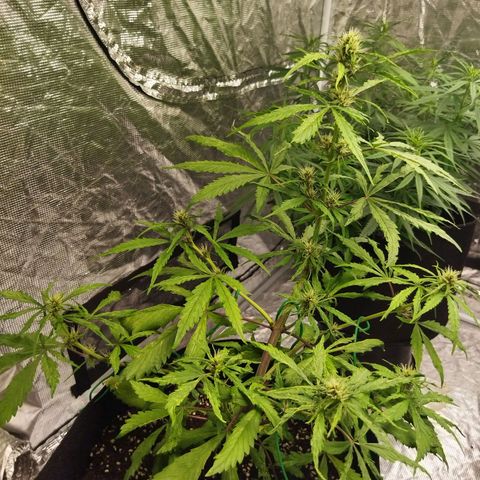 Dark Crystal growlog timeline photo