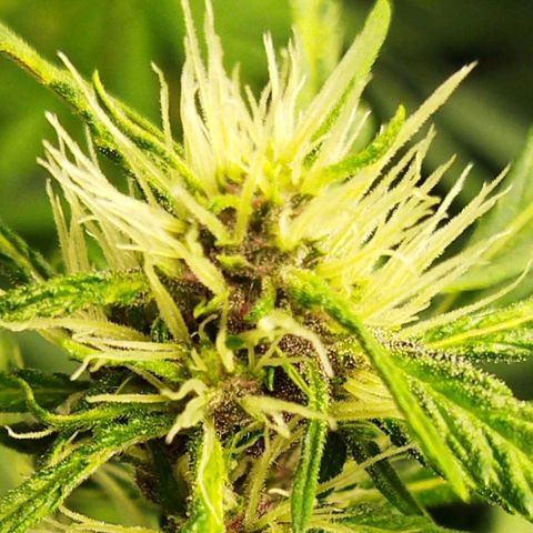Dark Crystal growlog timeline photo