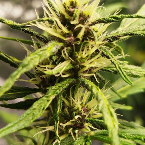 Dark Crystal growlog timeline photo