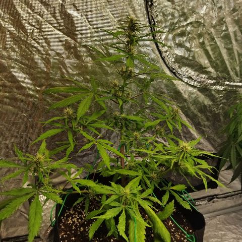 Dark Crystal growlog timeline photo