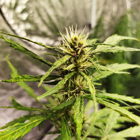 Dark Crystal growlog timeline photo