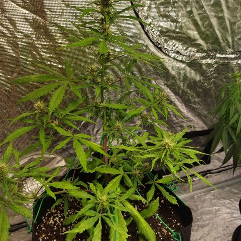 Dark Crystal growlog timeline photo