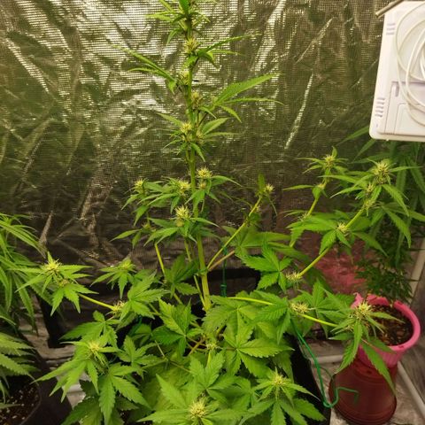 Voodoo (child ) growlog timeline photo