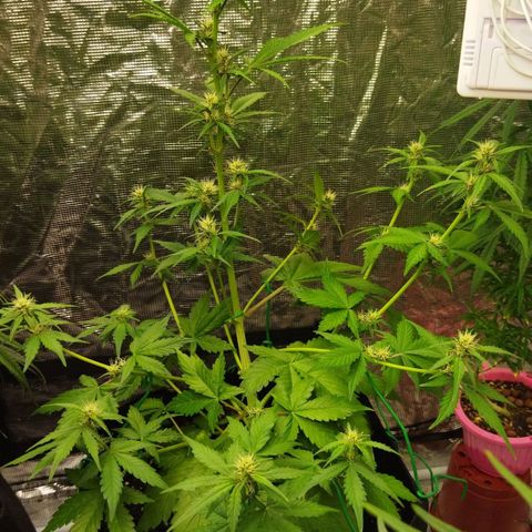 Voodoo (child ) growlog timeline photo