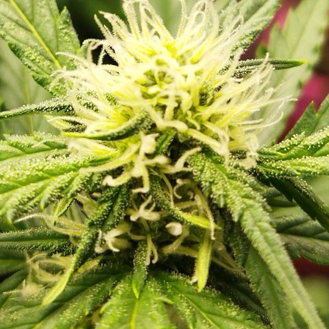 BCN critical growlog timeline photo