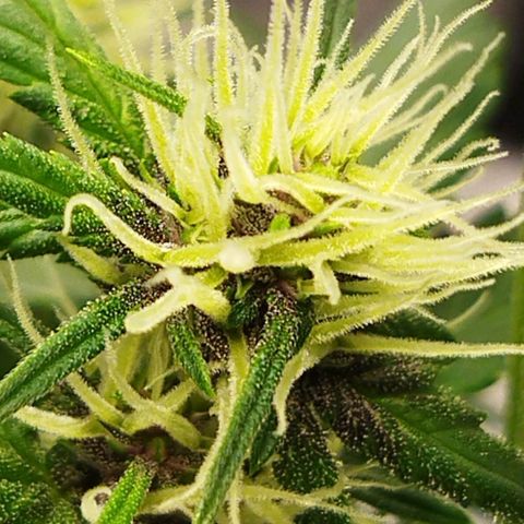 Voodoo (child ) growlog timeline photo