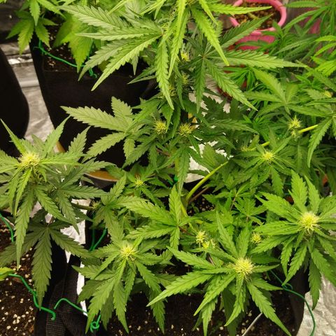 BCN critical growlog timeline photo