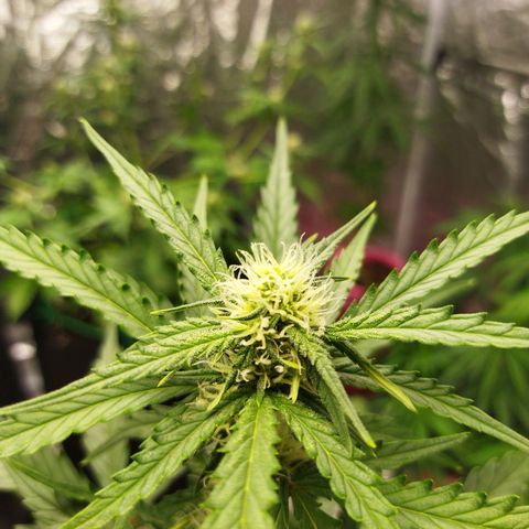 BCN critical growlog timeline photo