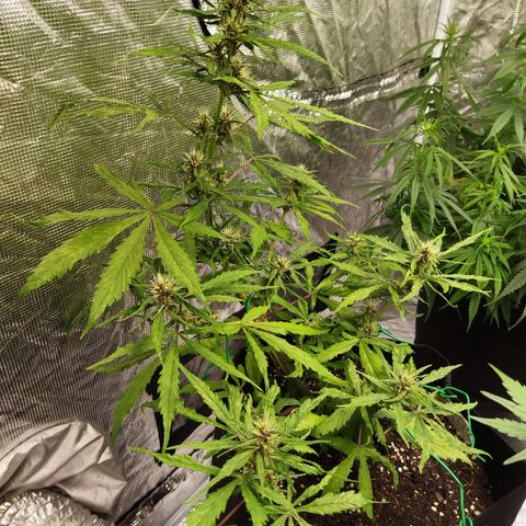Dark Crystal growlog timeline photo