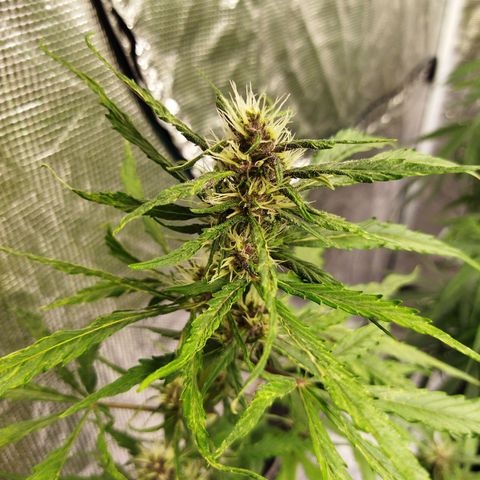 Dark Crystal growlog timeline photo