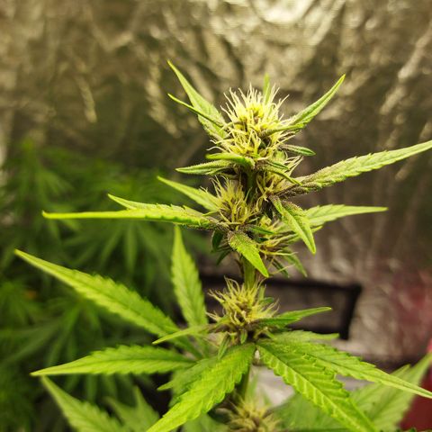 Voodoo (child ) growlog timeline photo