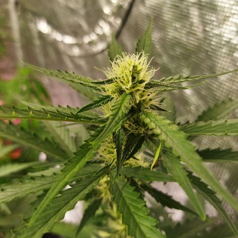 BCN critical growlog timeline photo