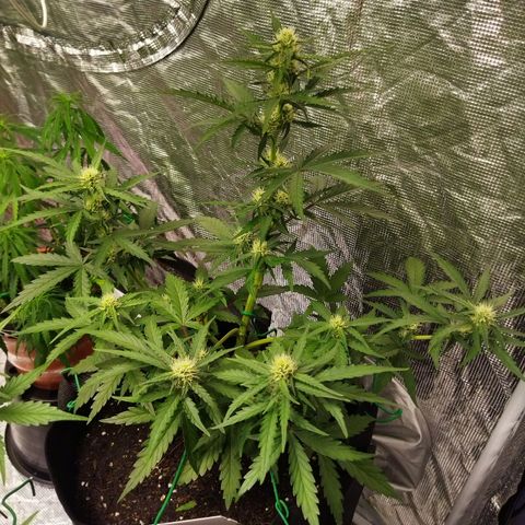 BCN critical growlog timeline photo