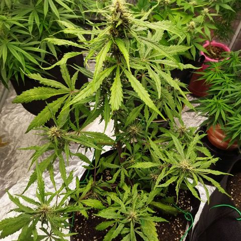 Dark Crystal growlog timeline photo
