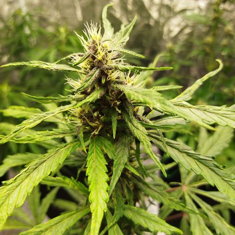 Dark Crystal growlog timeline photo