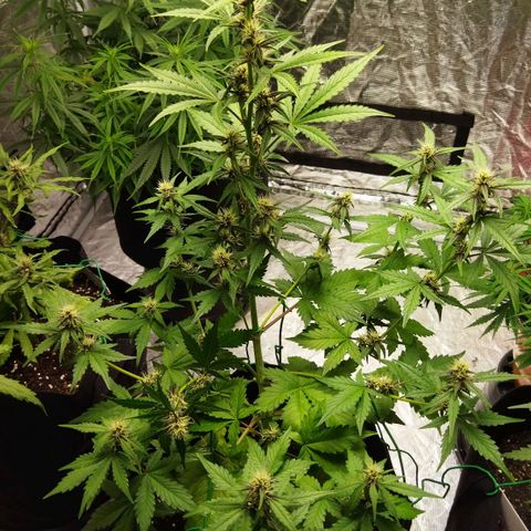 Voodoo (child ) growlog timeline photo