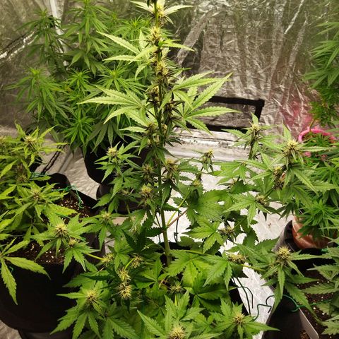 Voodoo (child ) growlog timeline photo