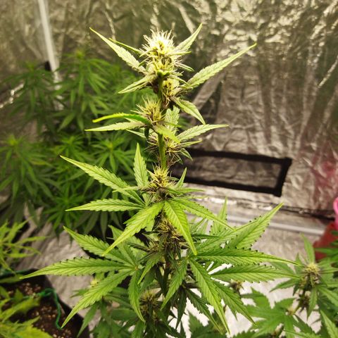 Voodoo (child ) growlog timeline photo