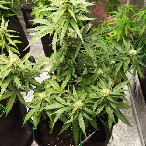BCN critical growlog timeline photo