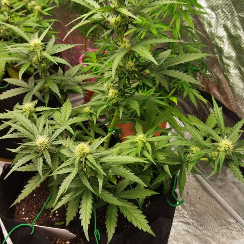 BCN critical growlog timeline photo