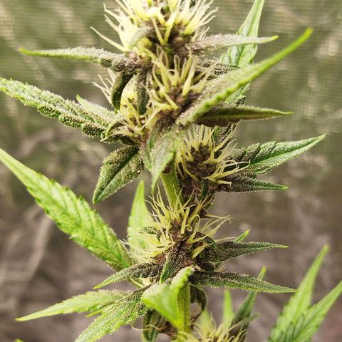 Voodoo (child ) growlog timeline photo