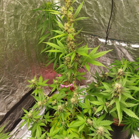 Voodoo (child ) growlog timeline photo