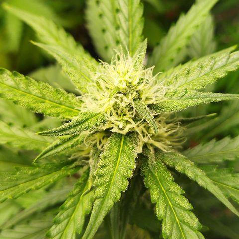 BCN critical growlog timeline photo