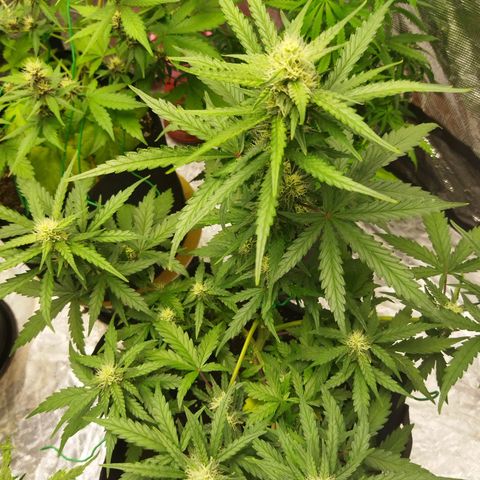 BCN critical growlog timeline photo