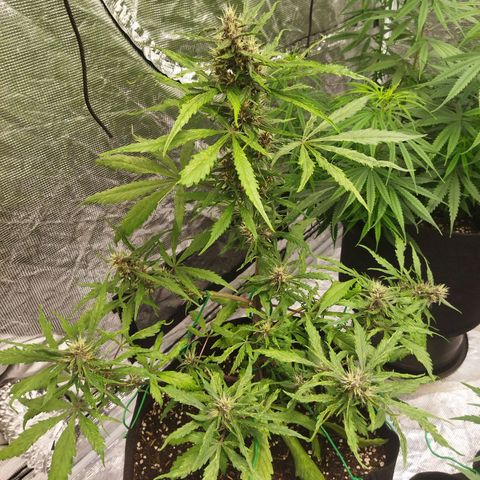 Dark Crystal growlog timeline photo