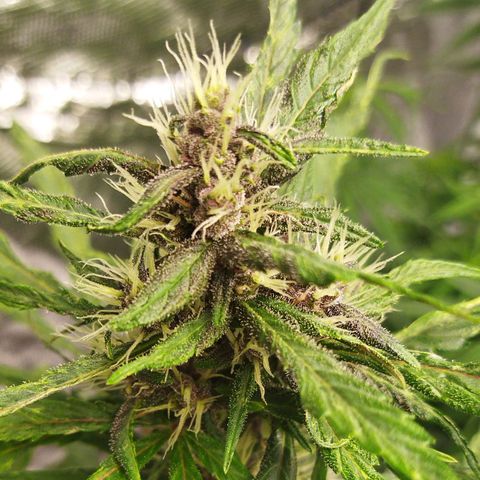 Dark Crystal growlog timeline photo