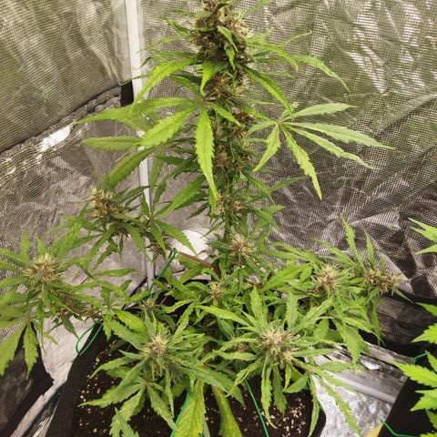 Dark Crystal growlog timeline photo