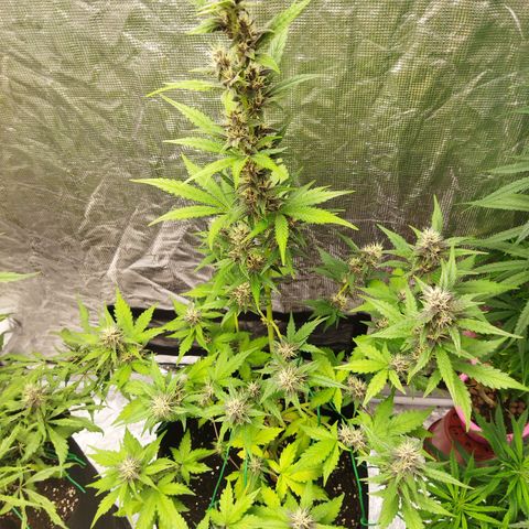 Voodoo (child ) growlog timeline photo