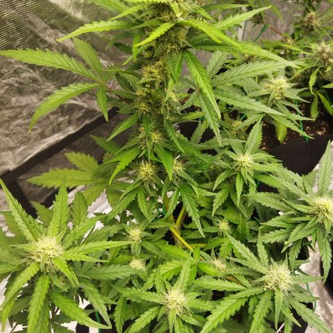 BCN critical growlog timeline photo