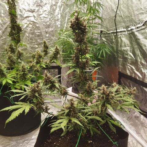 Dark Crystal growlog timeline photo