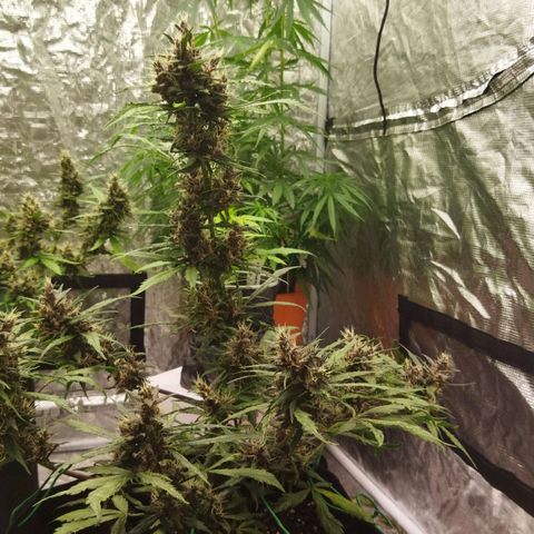 Dark Crystal growlog timeline photo