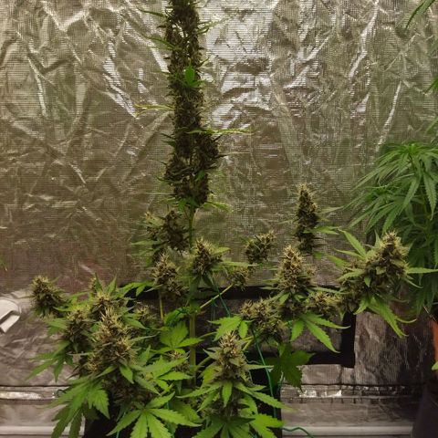Voodoo (child ) growlog timeline photo