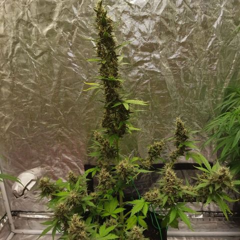 Voodoo (child ) growlog timeline photo