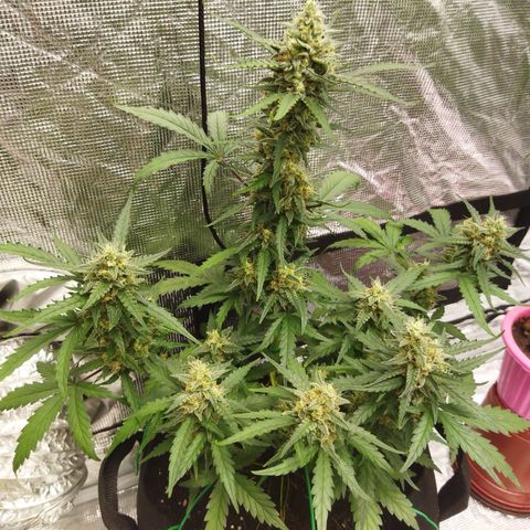 BCN critical growlog timeline photo