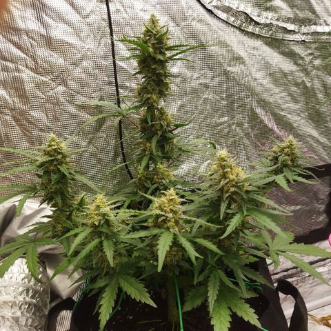 BCN critical growlog timeline photo