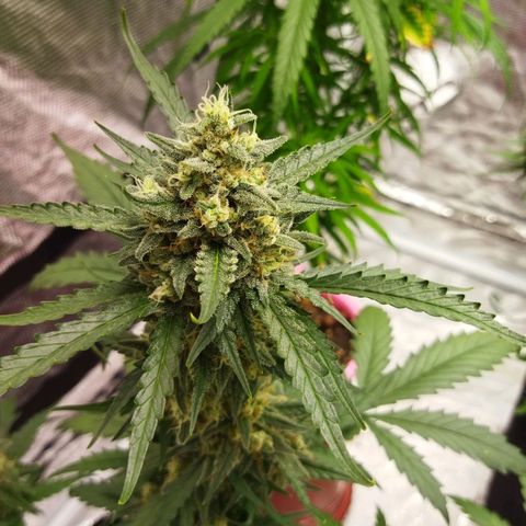 BCN critical growlog timeline photo