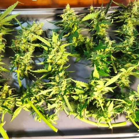 BCN critical growlog timeline photo