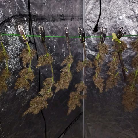 Dark Crystal growlog timeline photo