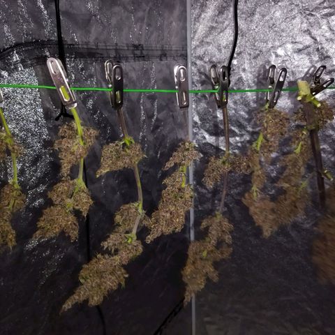 Dark Crystal growlog timeline photo