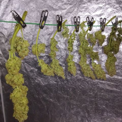 BCN critical growlog timeline photo