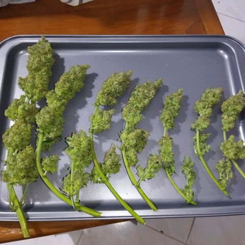BCN critical growlog timeline photo